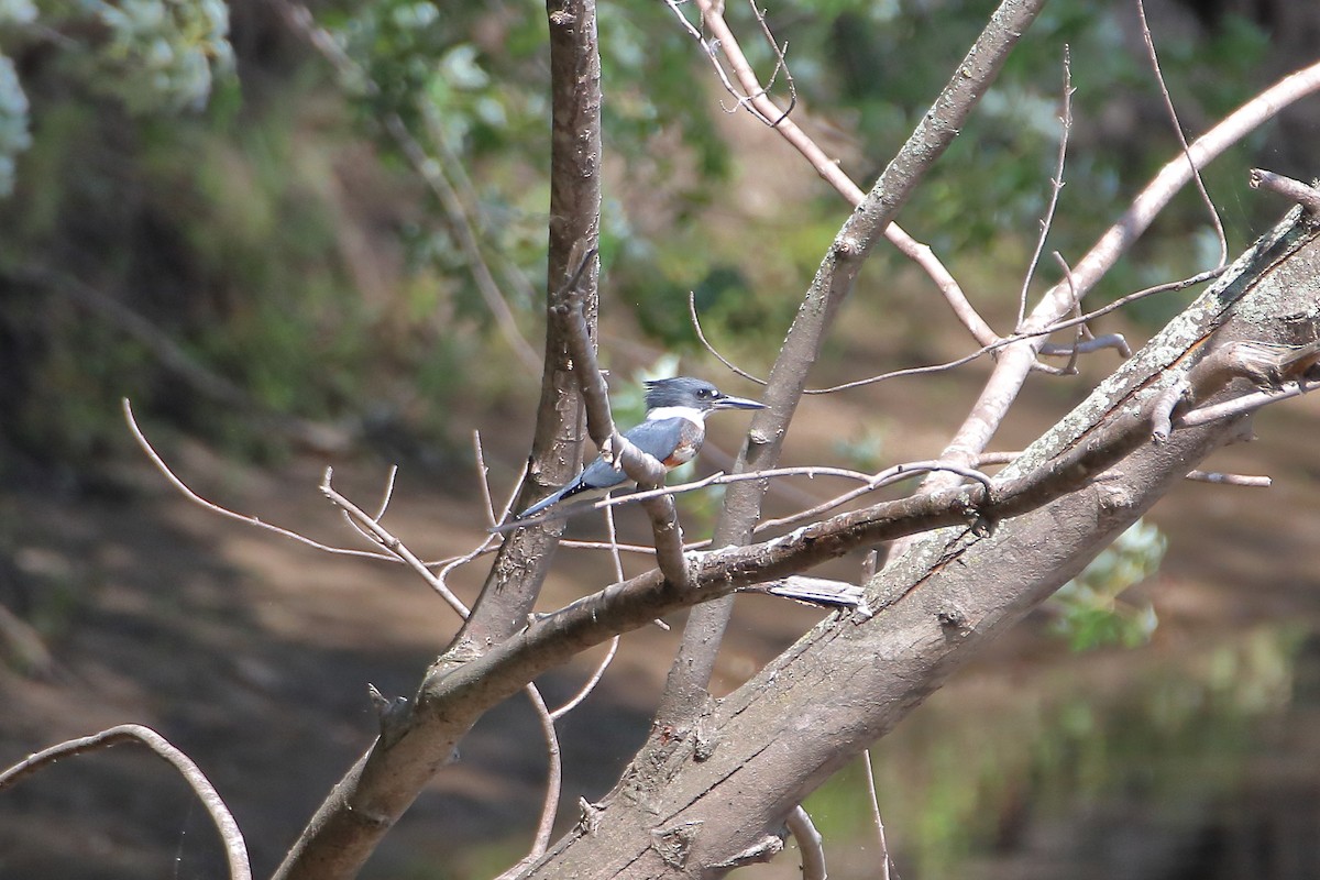 Belted Kingfisher - ML609804785