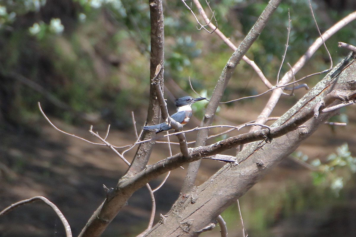 Belted Kingfisher - ML609804786