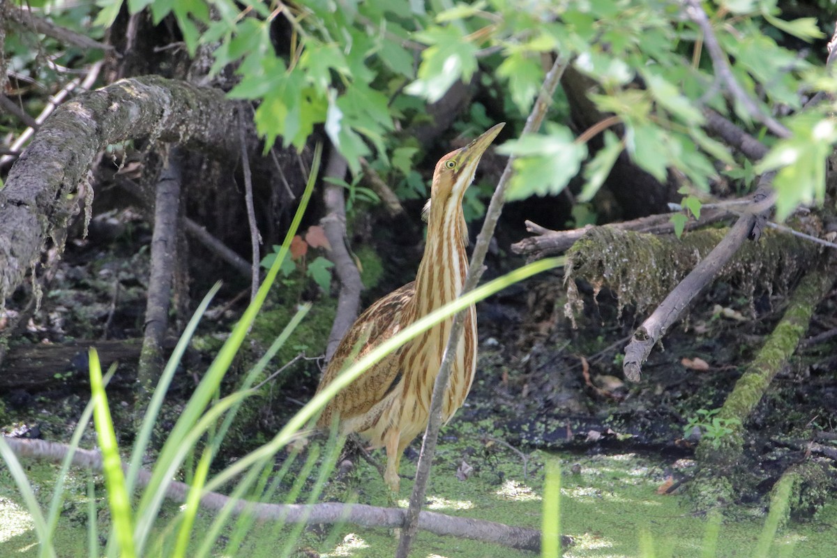 American Bittern - ML609804812