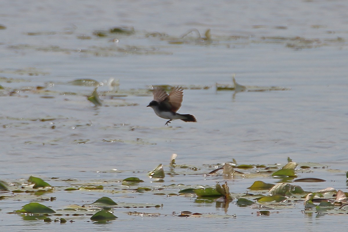 Eastern Kingbird - Daniel  Bellich