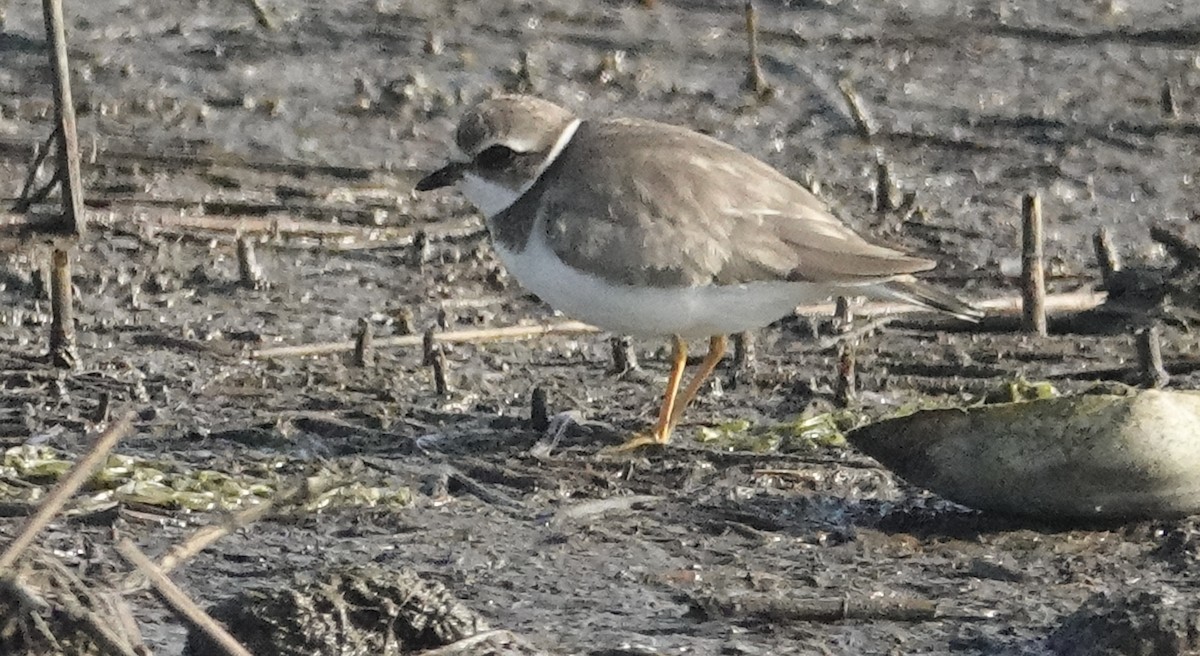 Semipalmated Plover - ML609804907