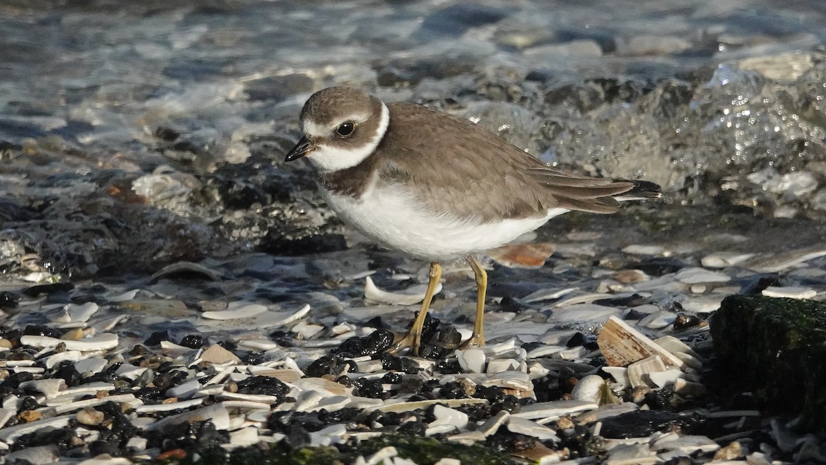 Semipalmated Plover - ML609804908