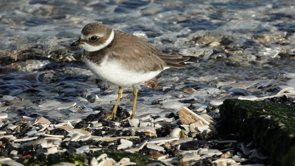 Semipalmated Plover - ML609804909