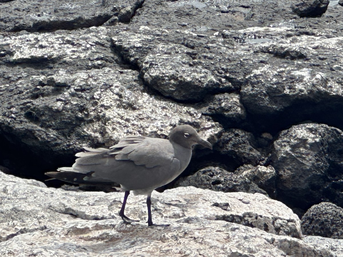 Lava Gull - ML609804999