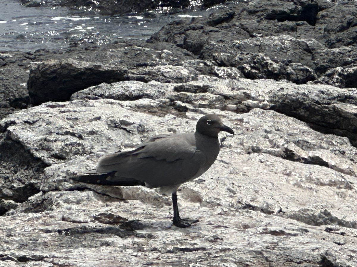 Lava Gull - ML609805000