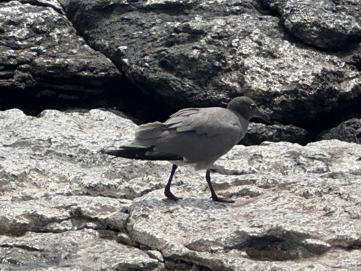 Lava Gull - ML609805001