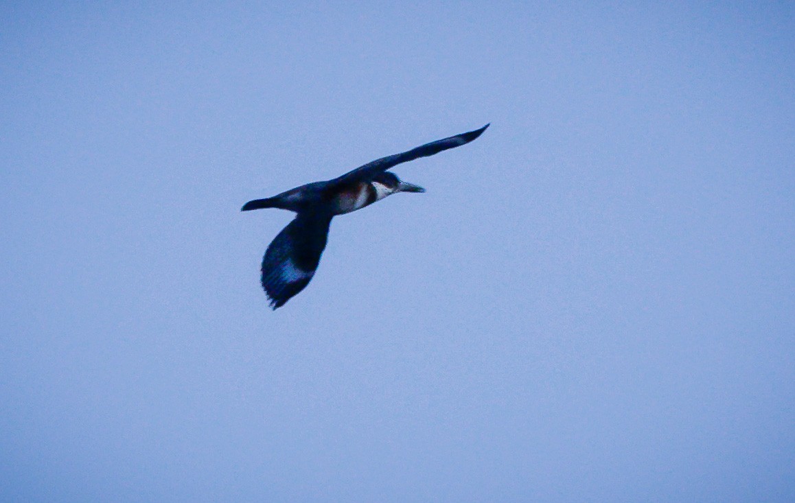 Belted Kingfisher - Jill Dale