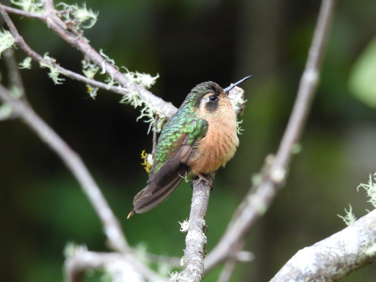 Speckled Hummingbird - ML609805078