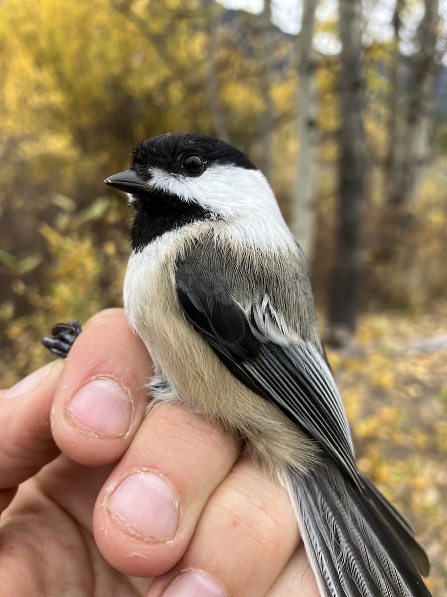 Black-capped Chickadee - Sachi Snively