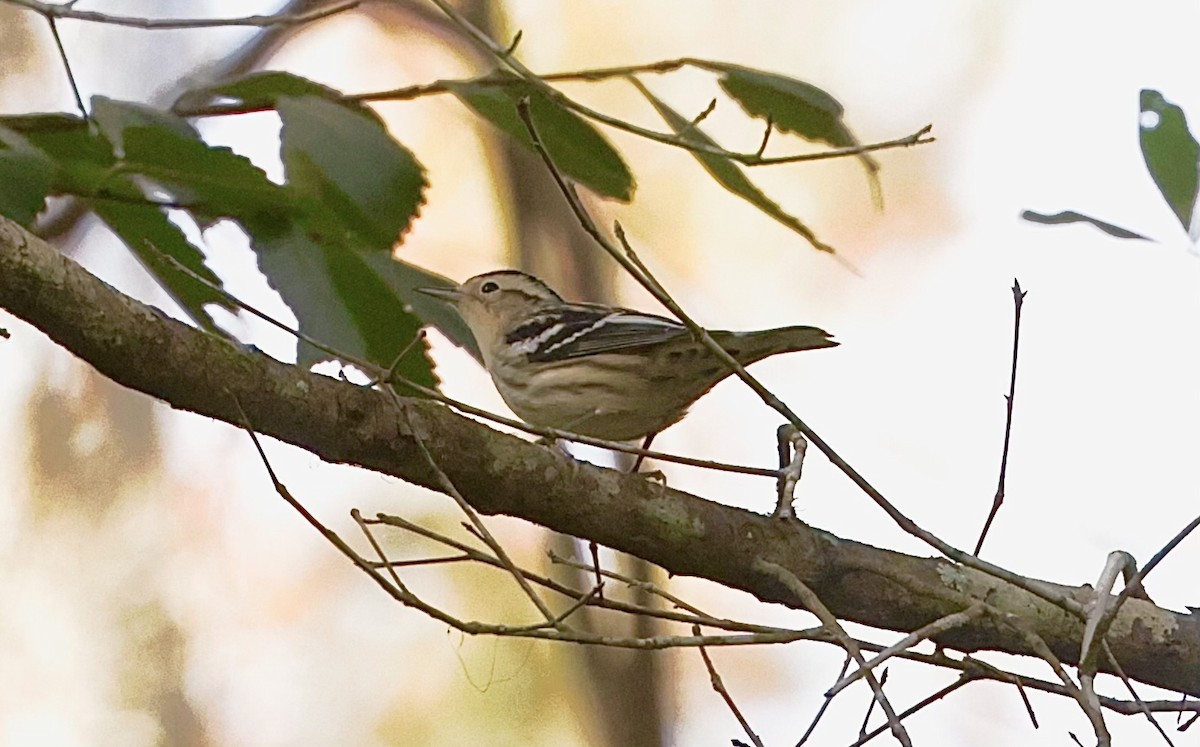 Black-and-white Warbler - Steven & Darcy Shaddix