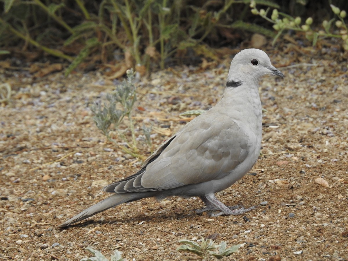 Eurasian Collared-Dove - ML609805101