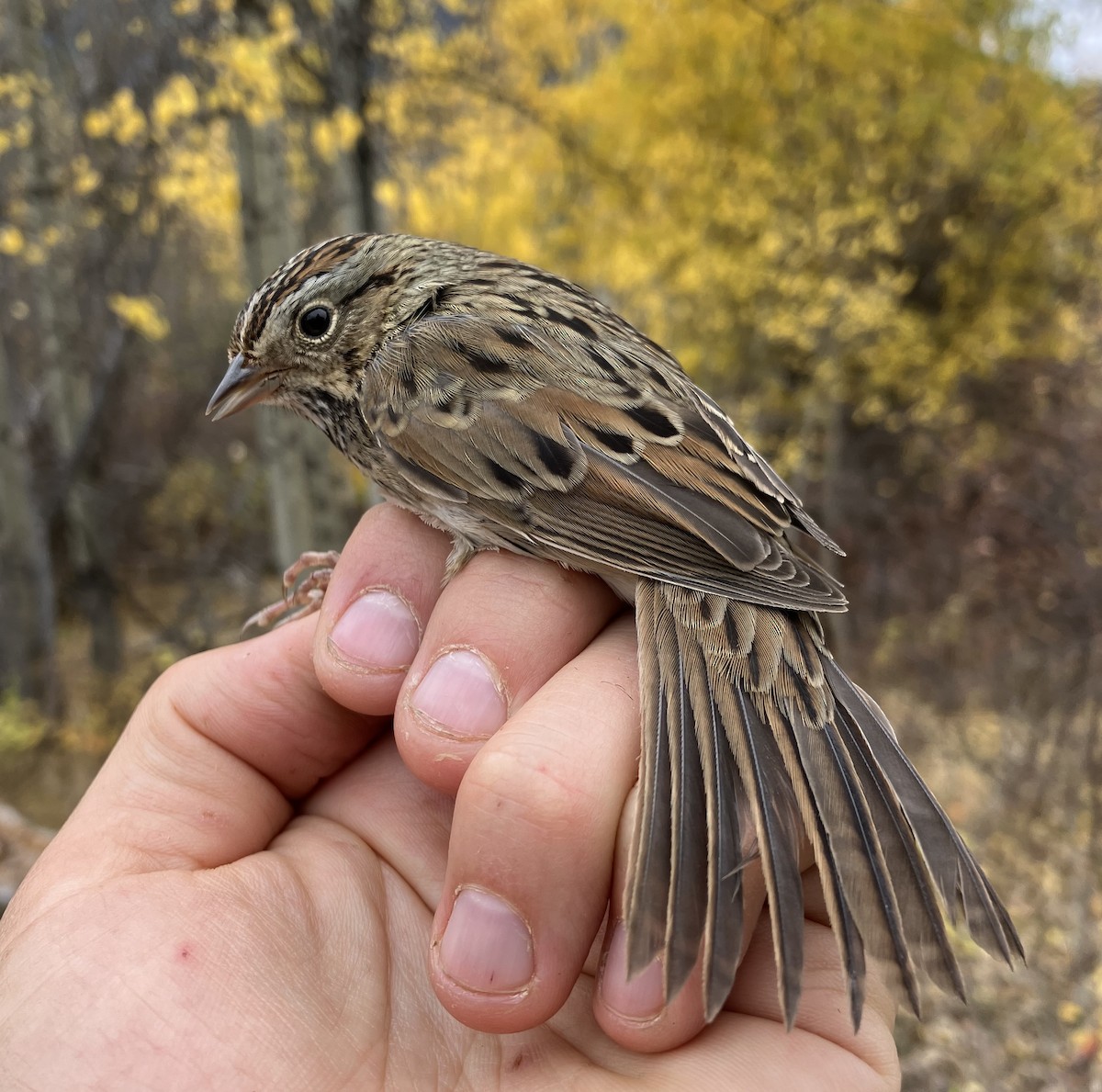 Lincoln's Sparrow - ML609805111