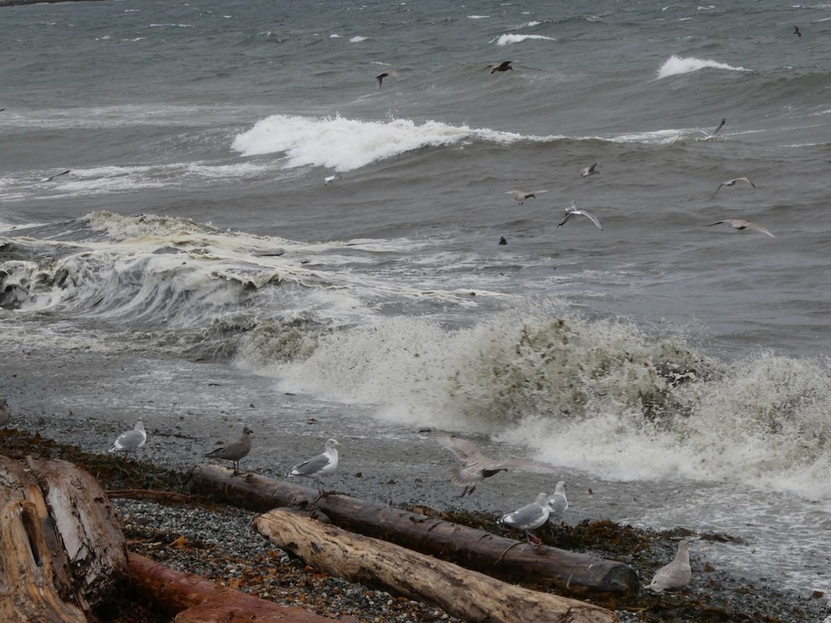 Glaucous-winged Gull - ML609805124