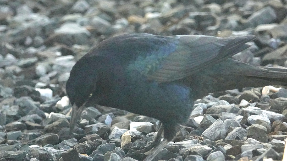 Boat-tailed Grackle - ML609805144
