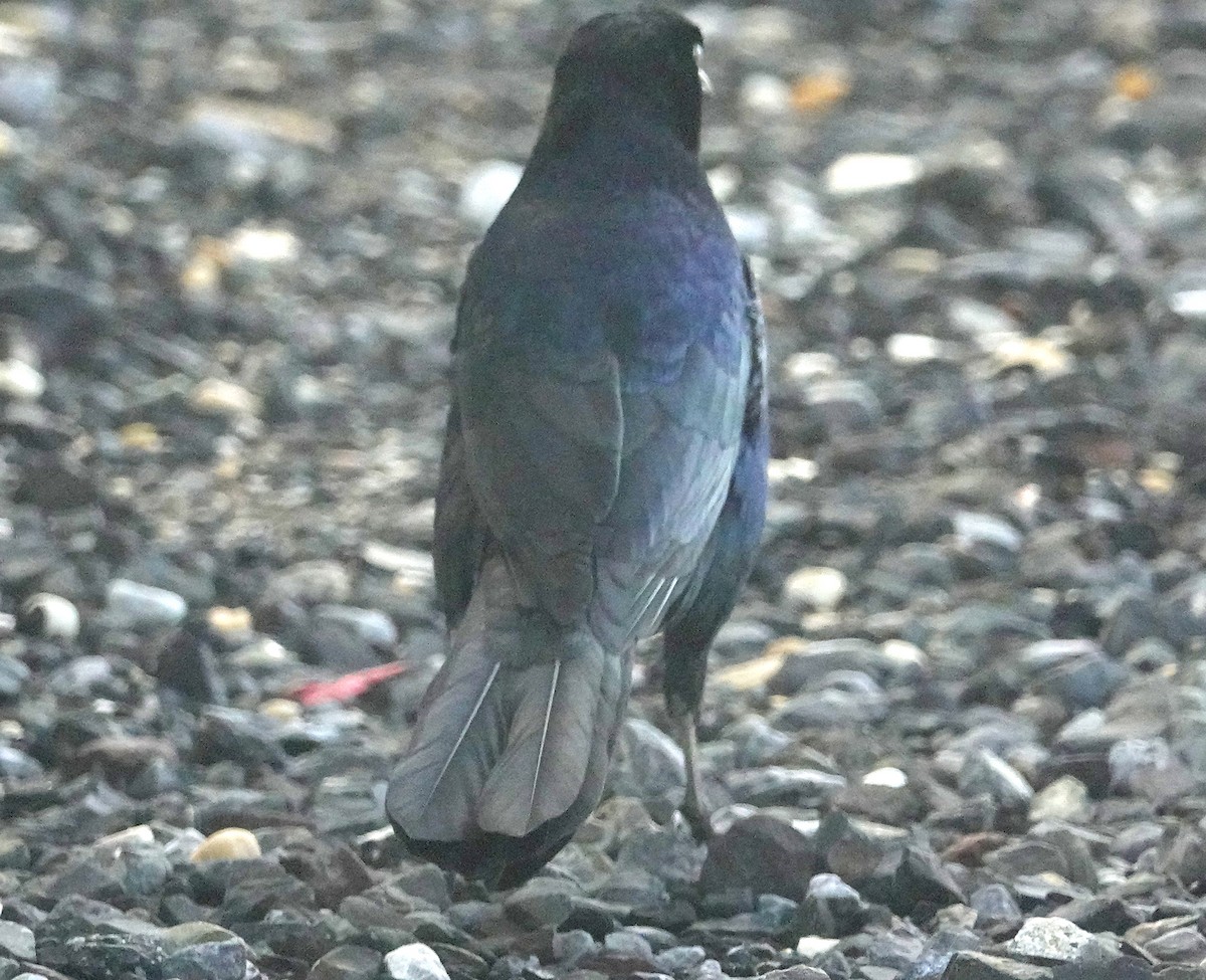 Boat-tailed Grackle - ML609805145