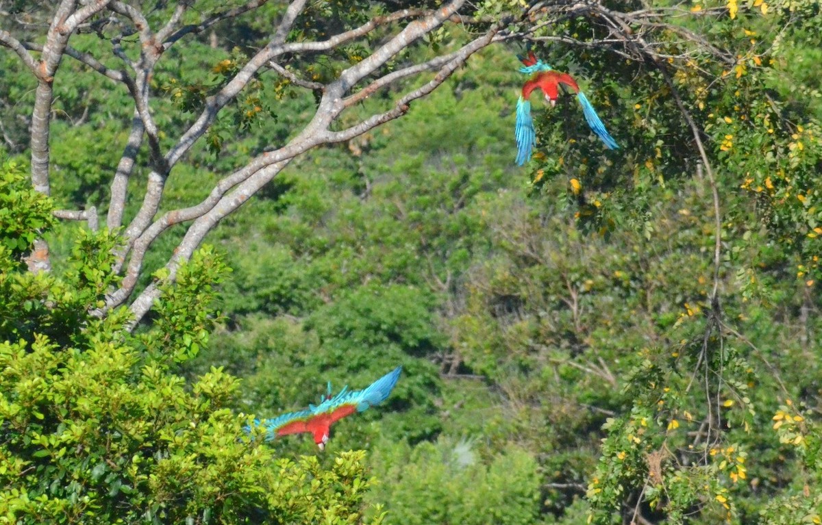 Red-and-green Macaw - ML609805186