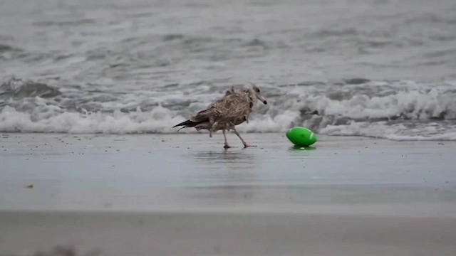 Herring Gull (American) - ML609805199