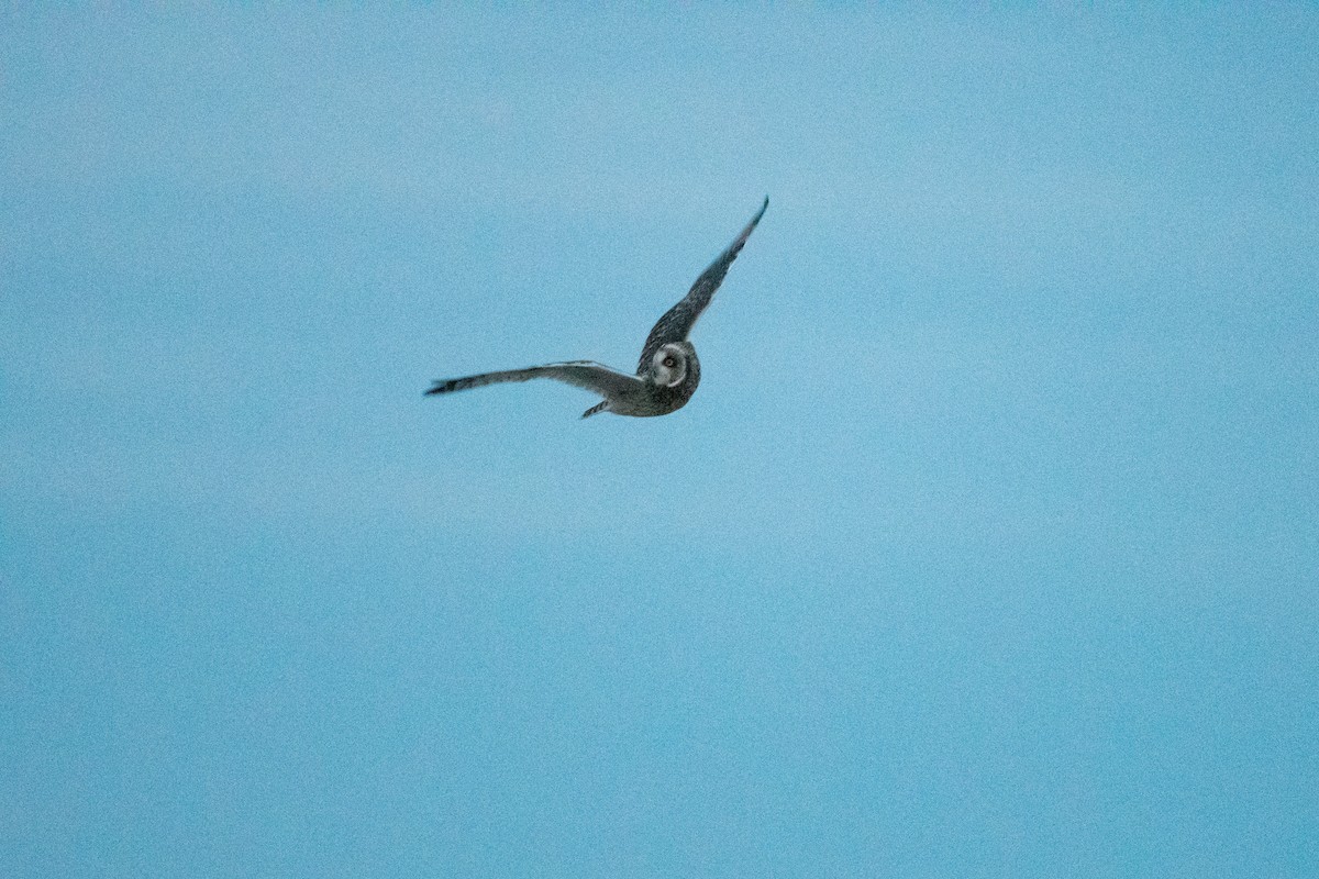 Short-eared Owl - ML609805202