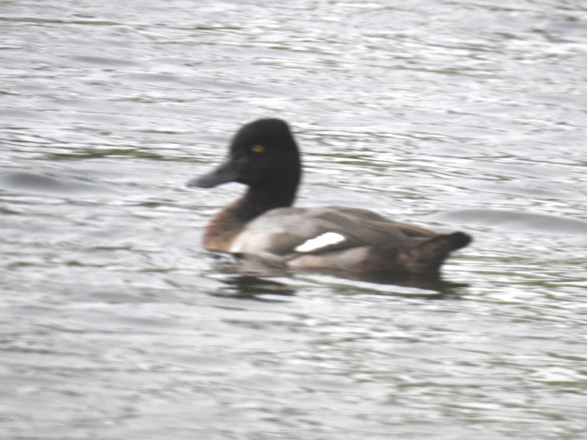 Lesser Scaup - ML609805261
