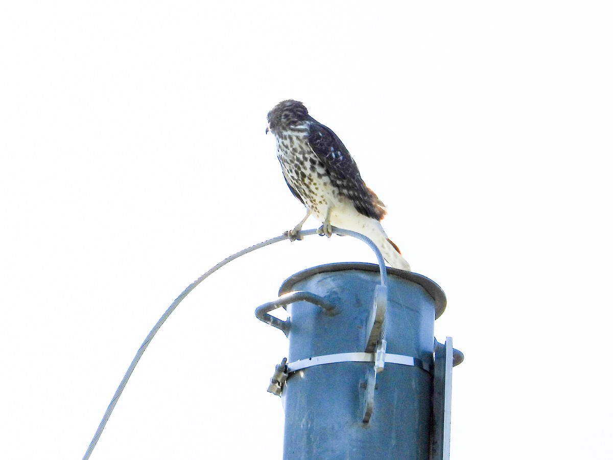 Red-shouldered Hawk - Anonymous