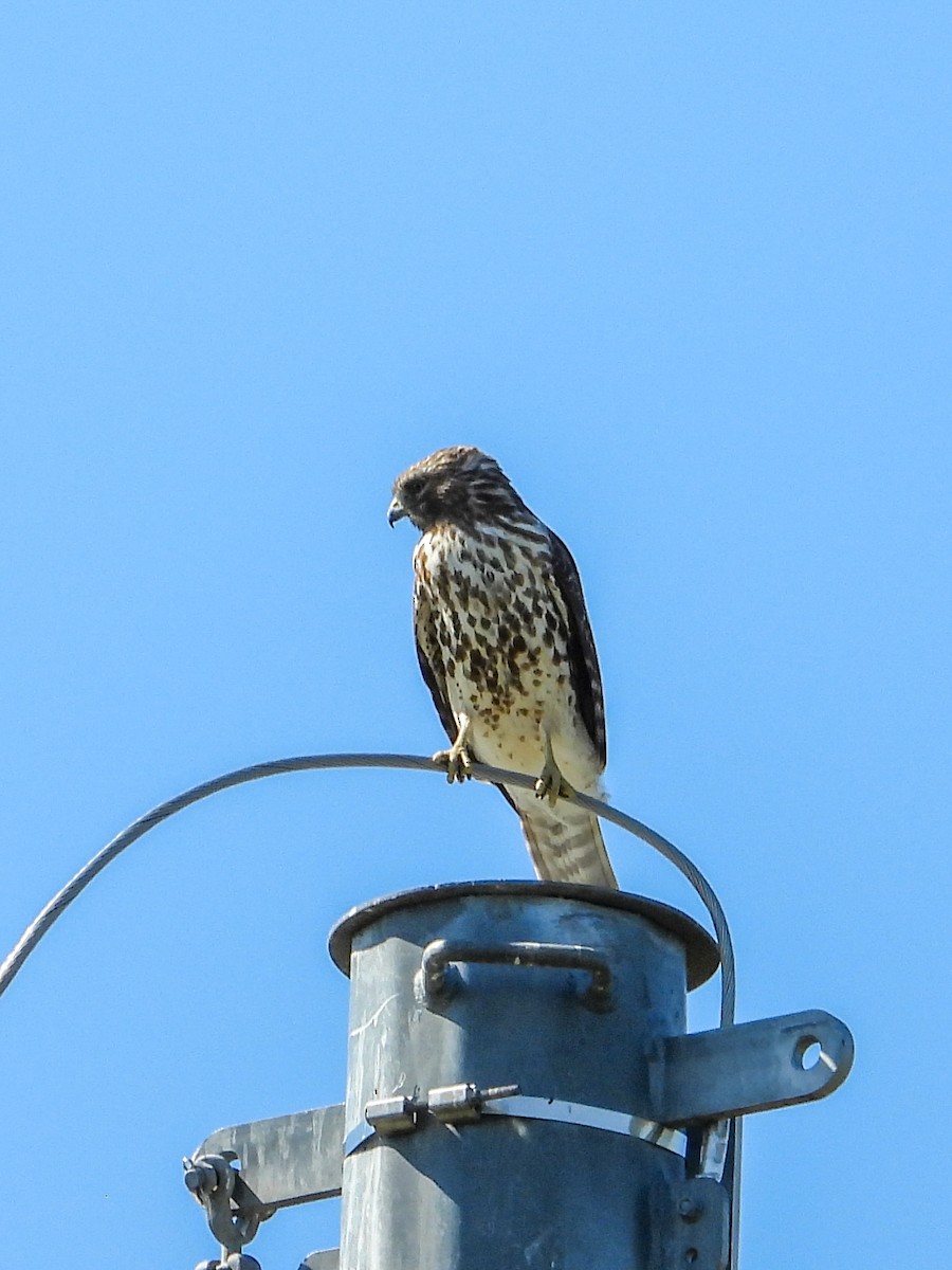 Red-shouldered Hawk - Anonymous