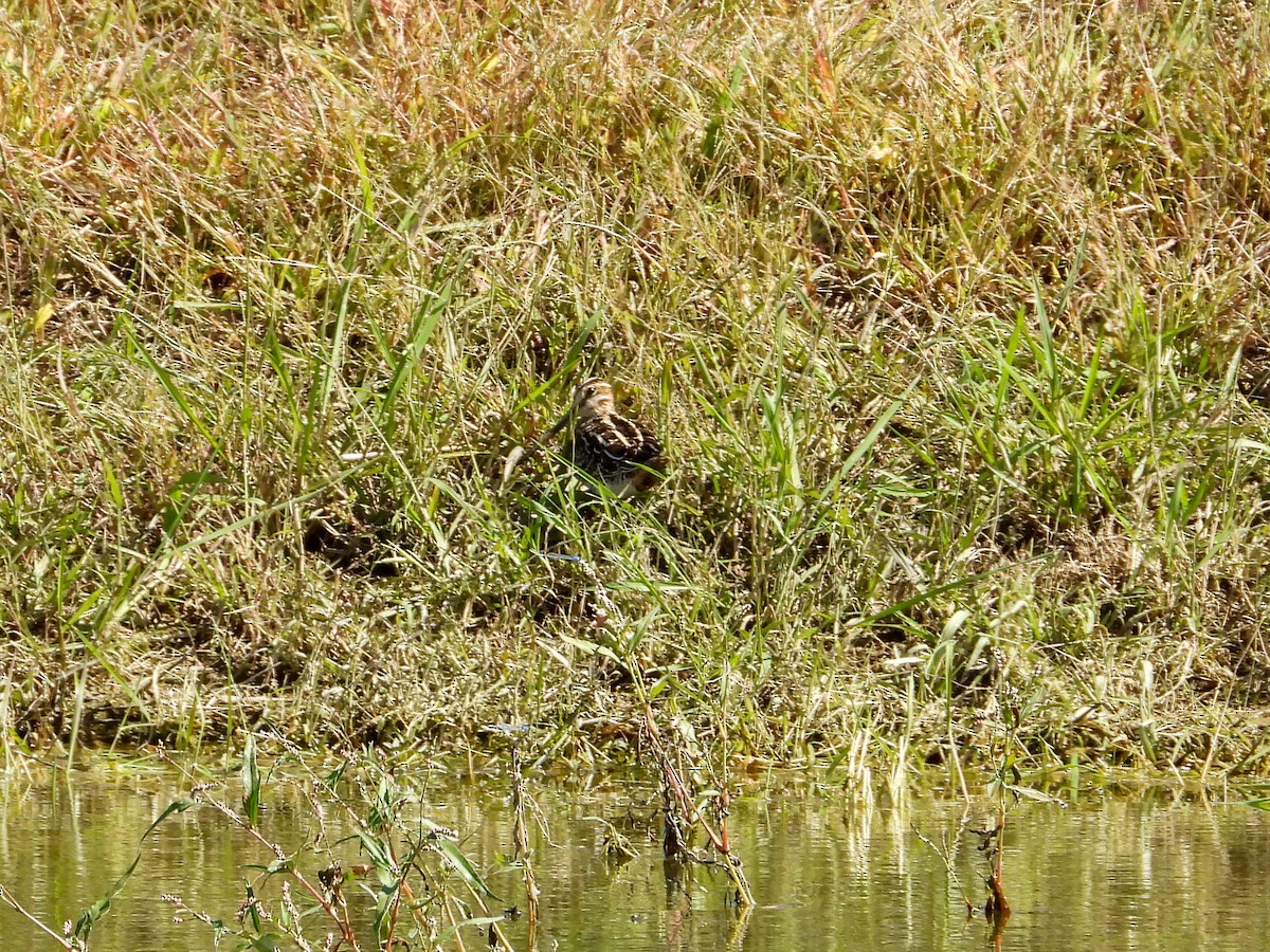 Wilson's Snipe - ML609805425