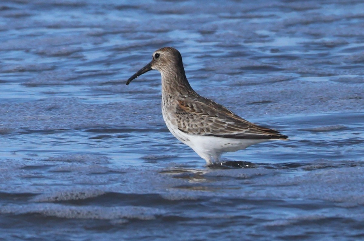 Alpenstrandläufer - ML609805519