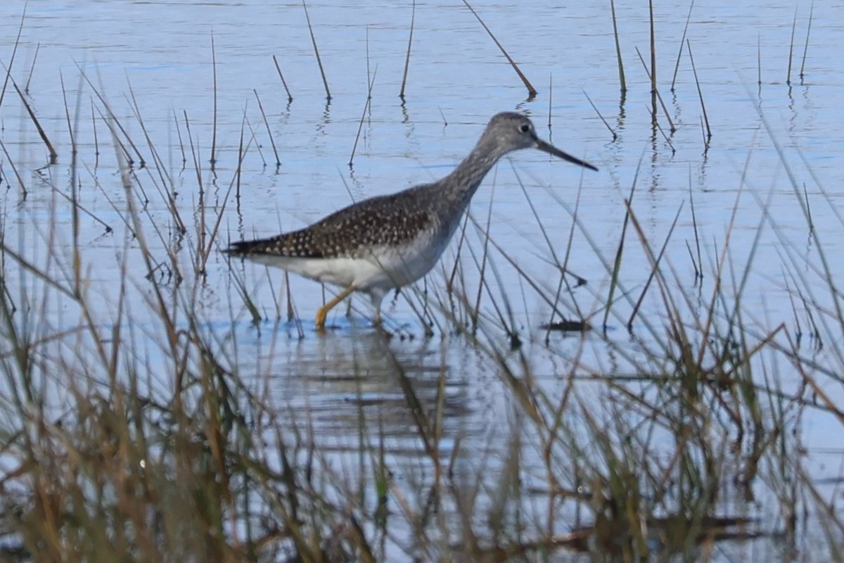 Greater Yellowlegs - ML609805562