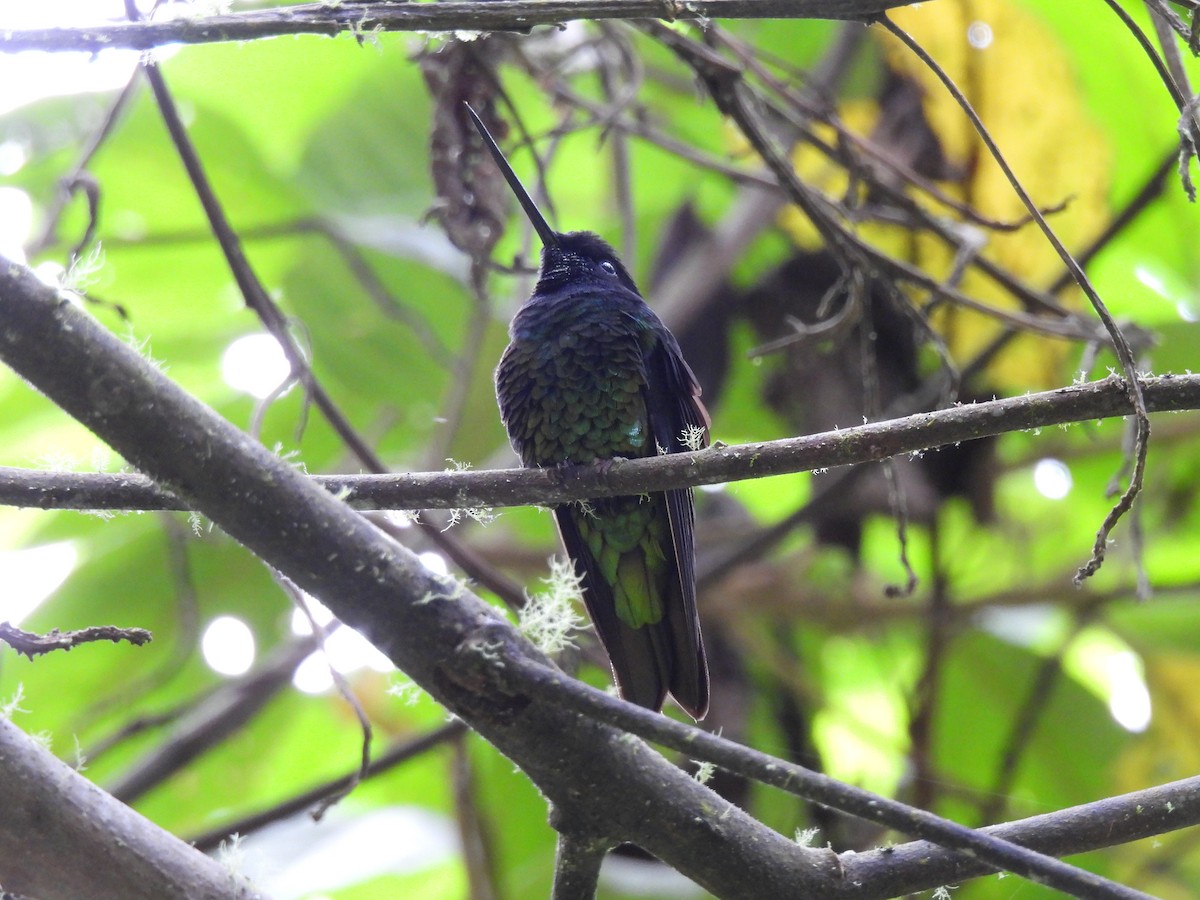 Dusky Starfrontlet - Alejandro Ramirez - Kamarija Birding