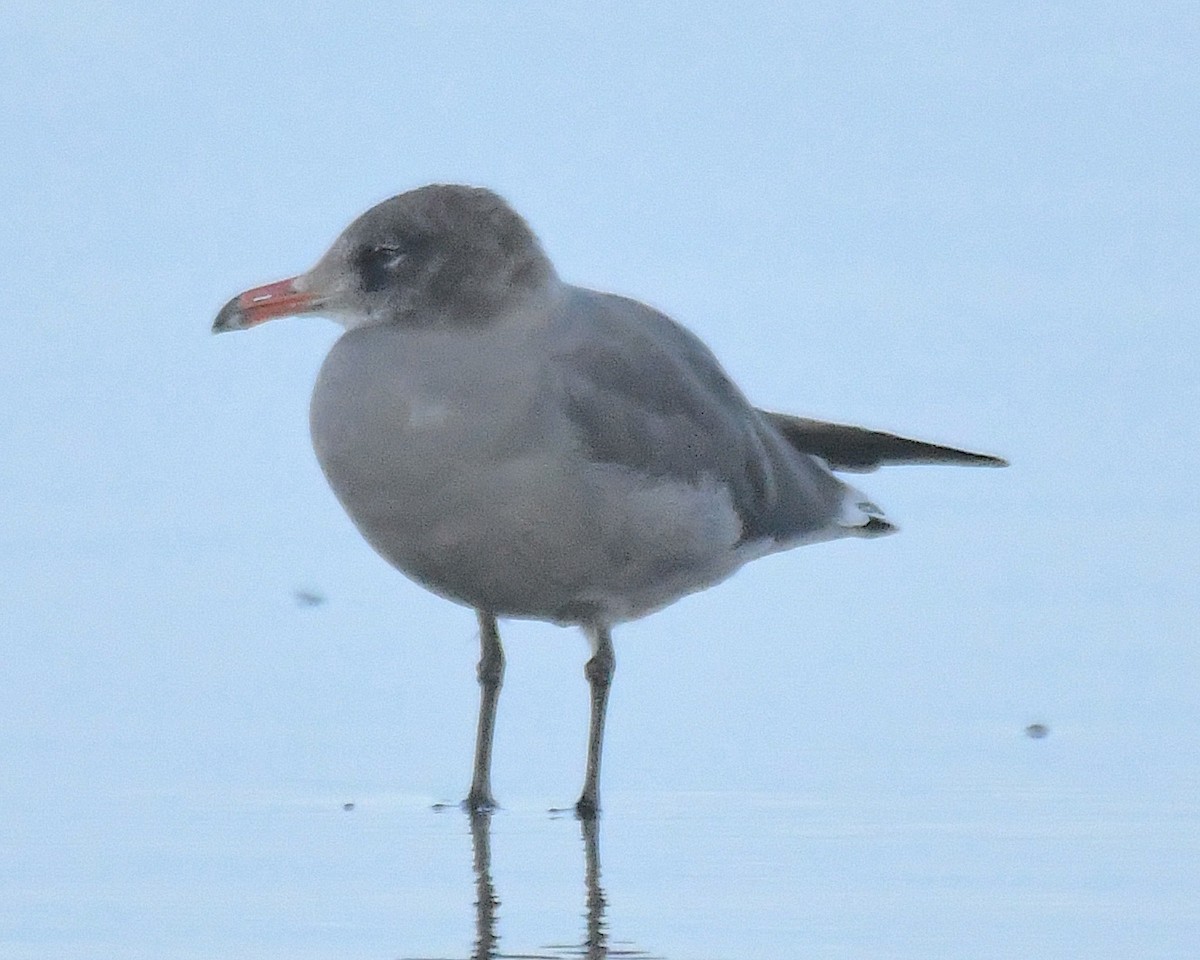 Heermann's Gull - ML609805646