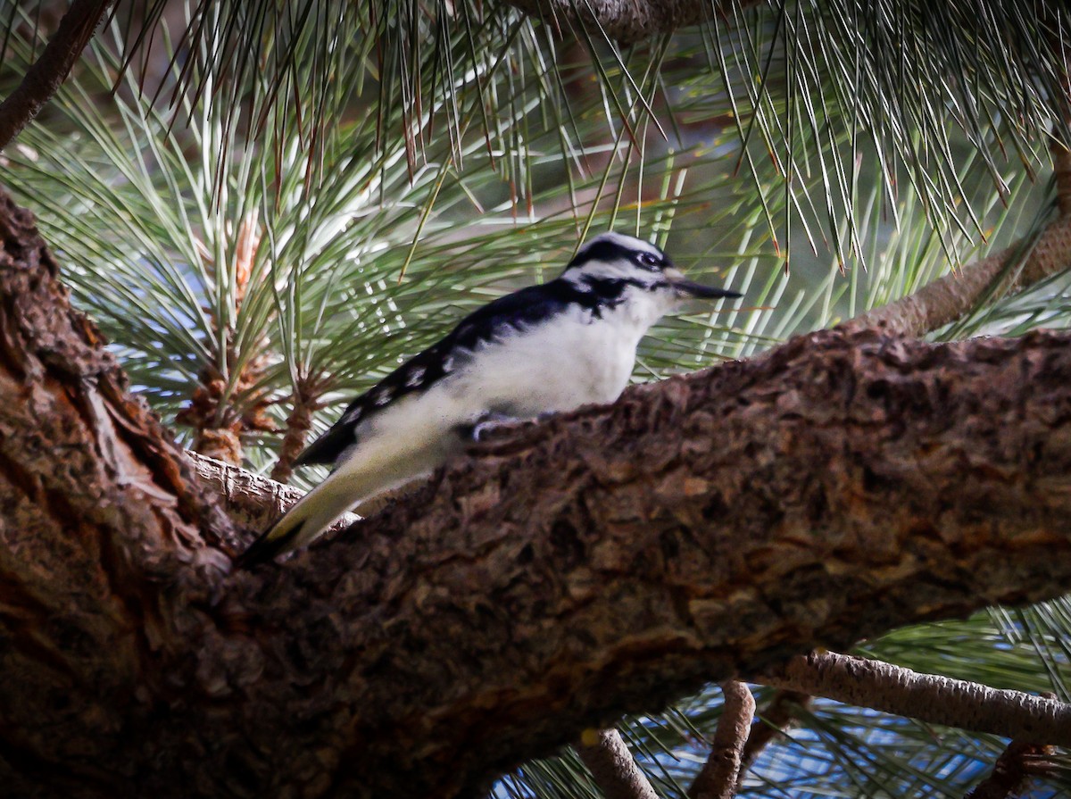 Hairy Woodpecker - ML609805661