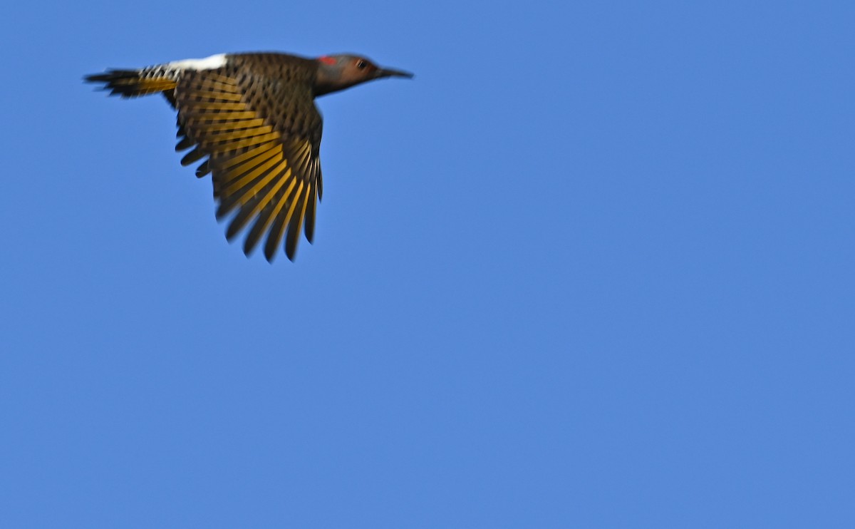 Northern Flicker (Yellow-shafted) - ML609805683