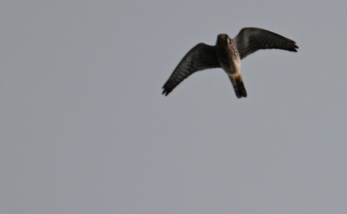 American Kestrel - ML609805691