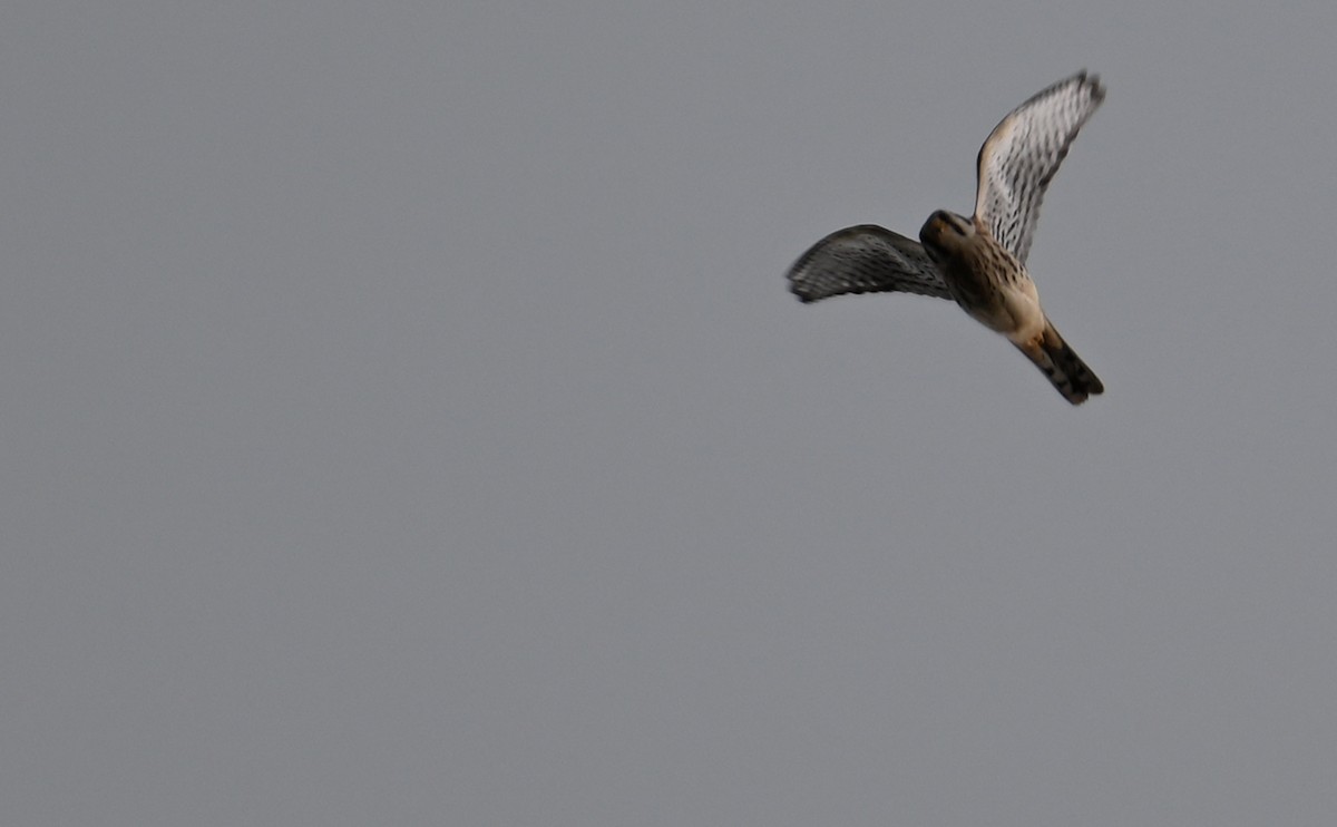 American Kestrel - ML609805697