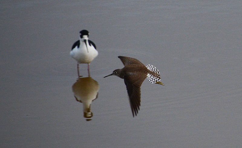 Solitary Sandpiper - ML609805703