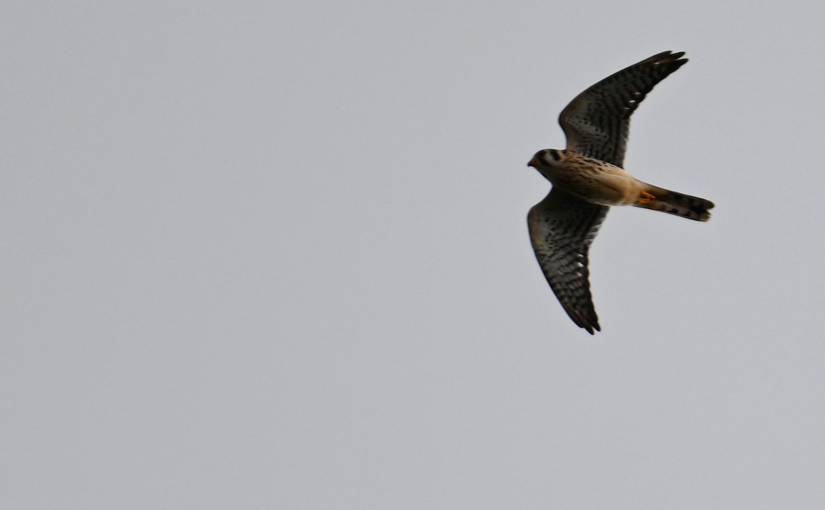 American Kestrel - ML609805704