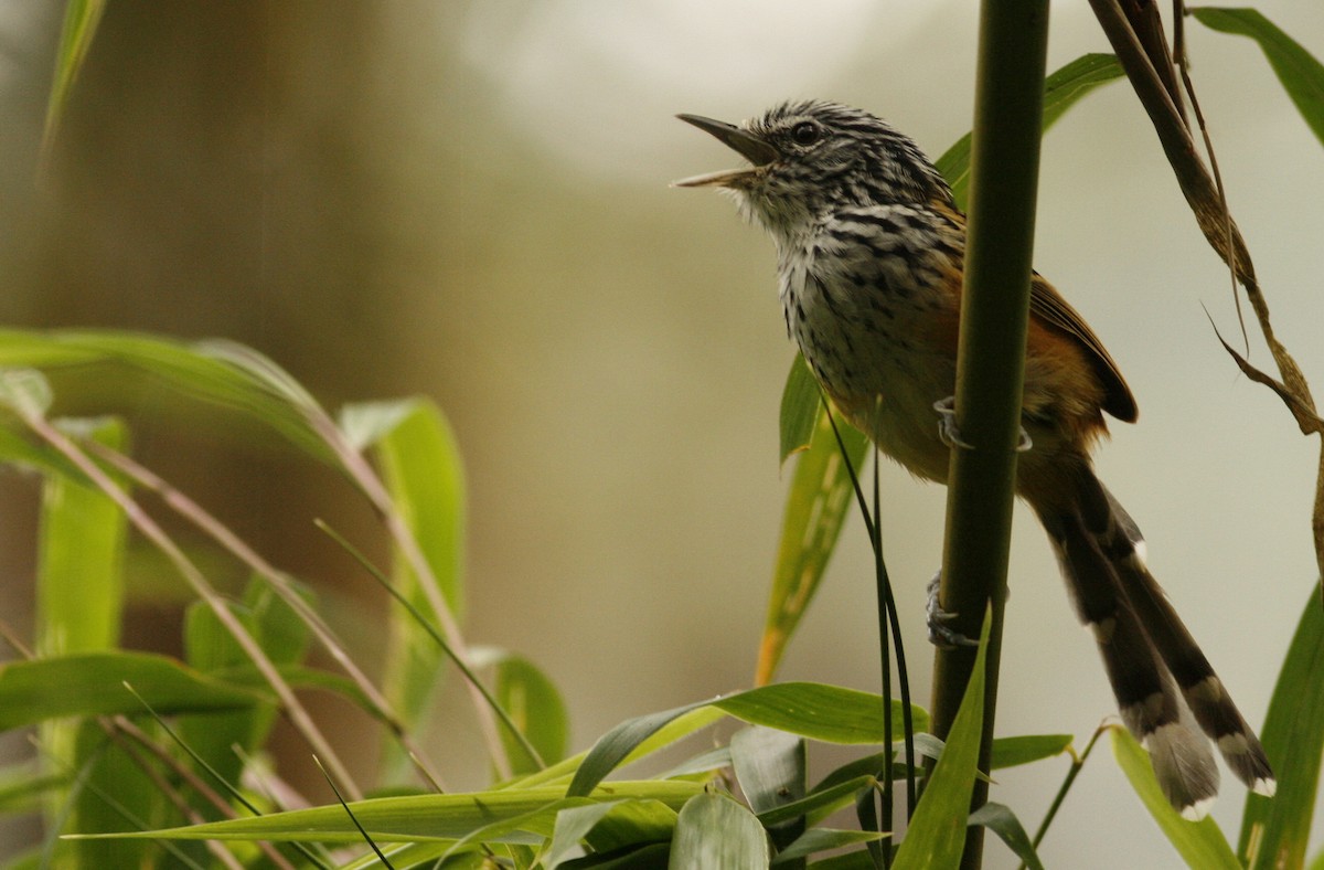 Streak-headed Antbird - Luke Seitz