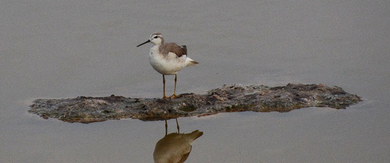 Wilson's Phalarope - ML609805721