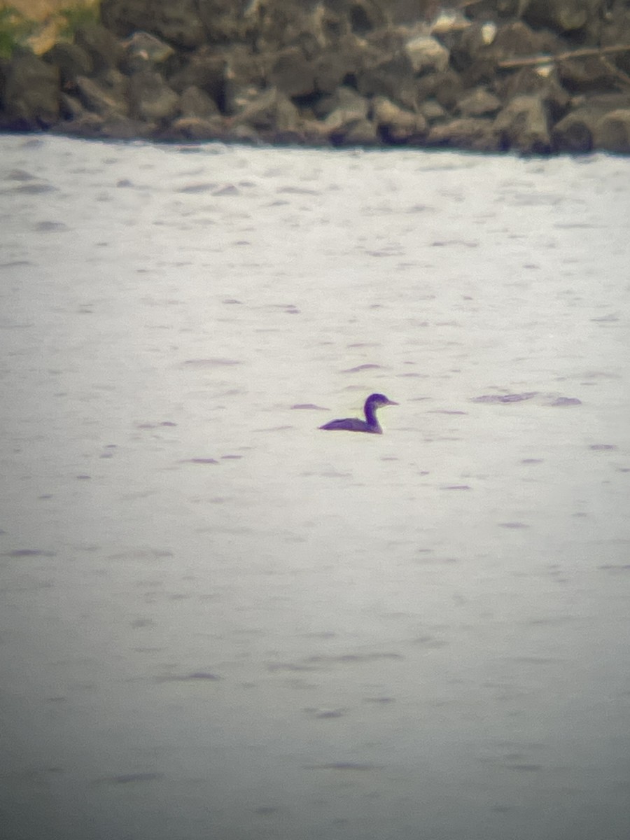 Red-necked Grebe - ML609805947