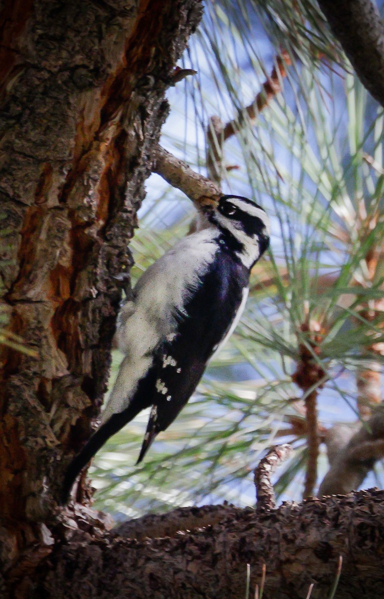 Hairy Woodpecker - ML609806068