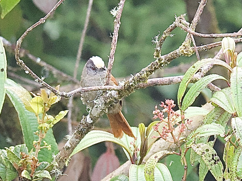 Light-crowned Spinetail - ML609806086