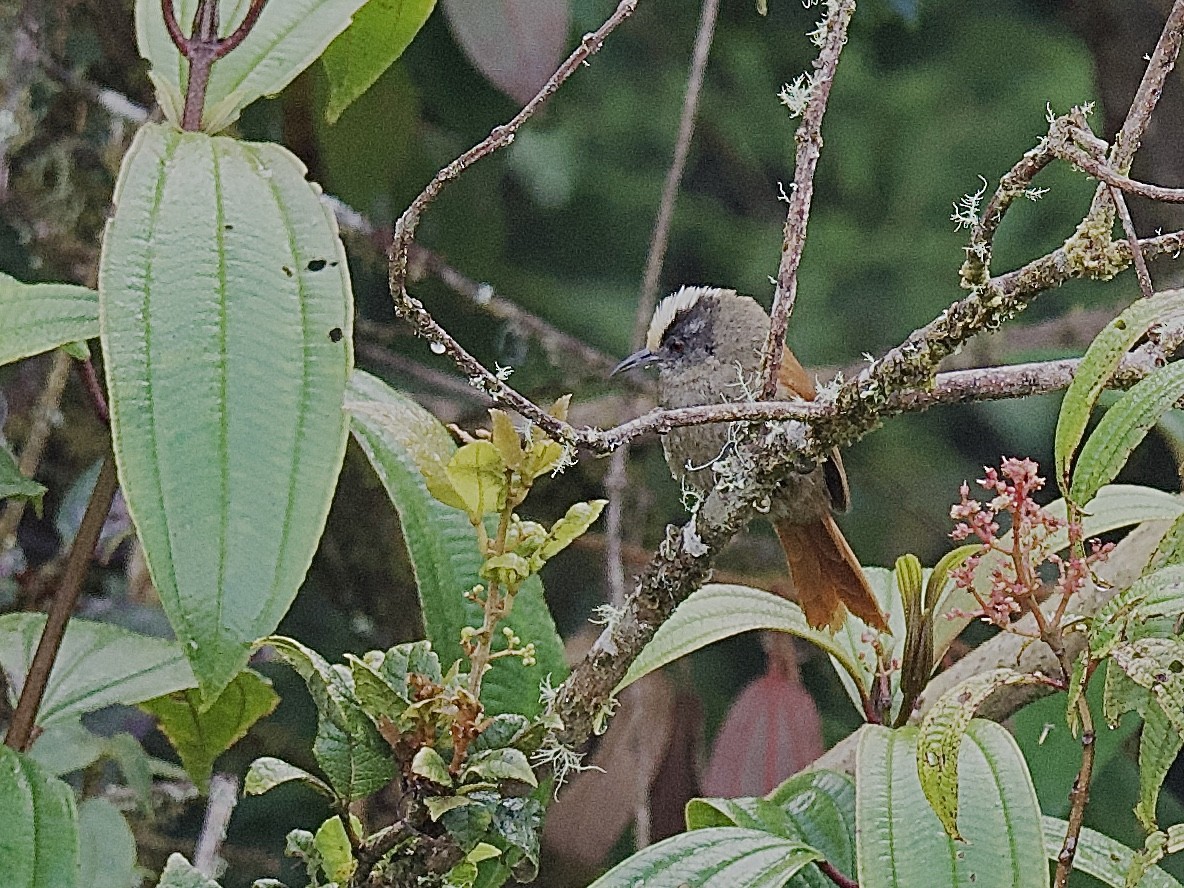Light-crowned Spinetail - ML609806087
