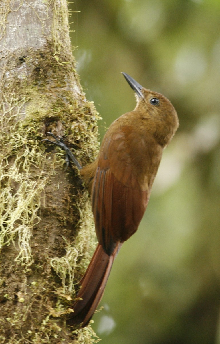 Tyrannine Woodcreeper - ML60980621