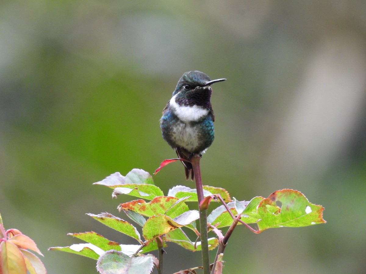 White-bellied Woodstar - ML609806221