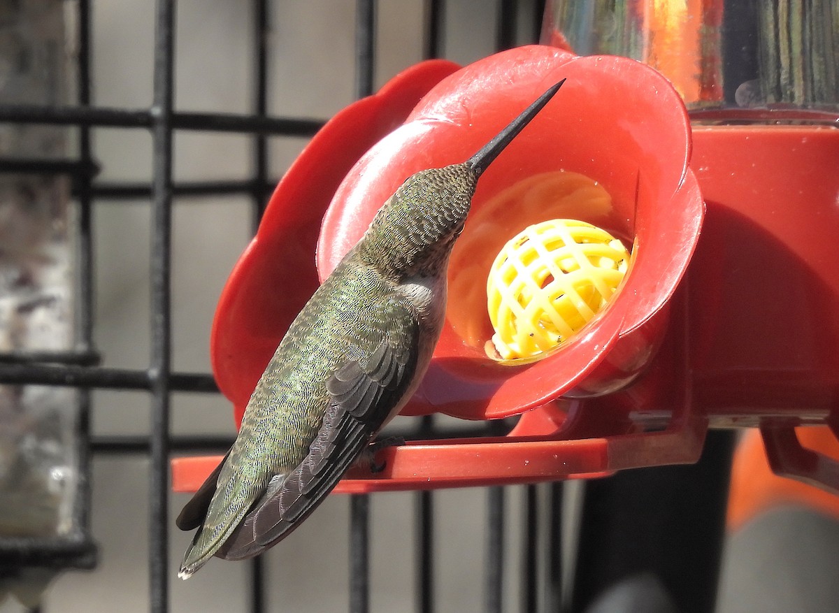 Black-chinned Hummingbird - ML609806247
