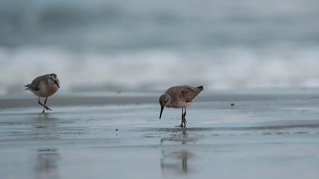 Red Knot - ML609806261