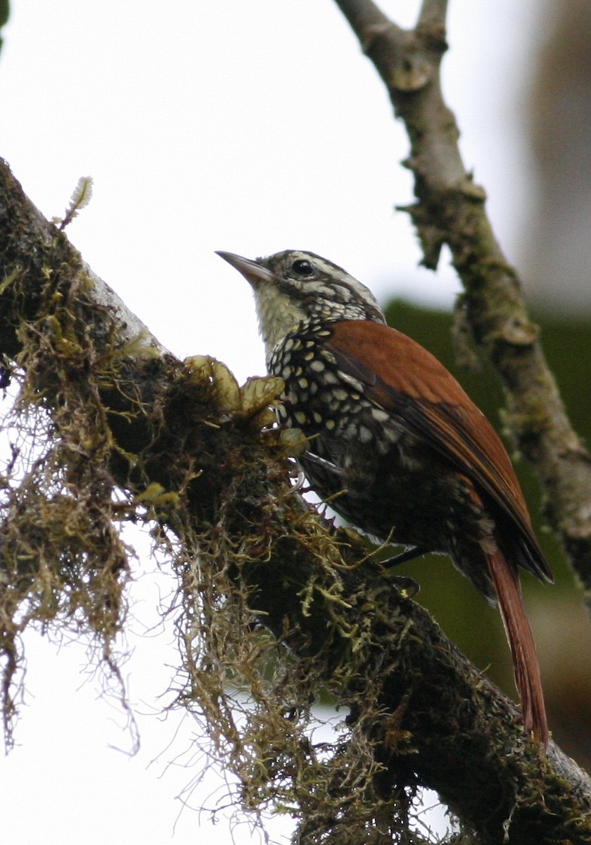 Pearled Treerunner - ML60980631