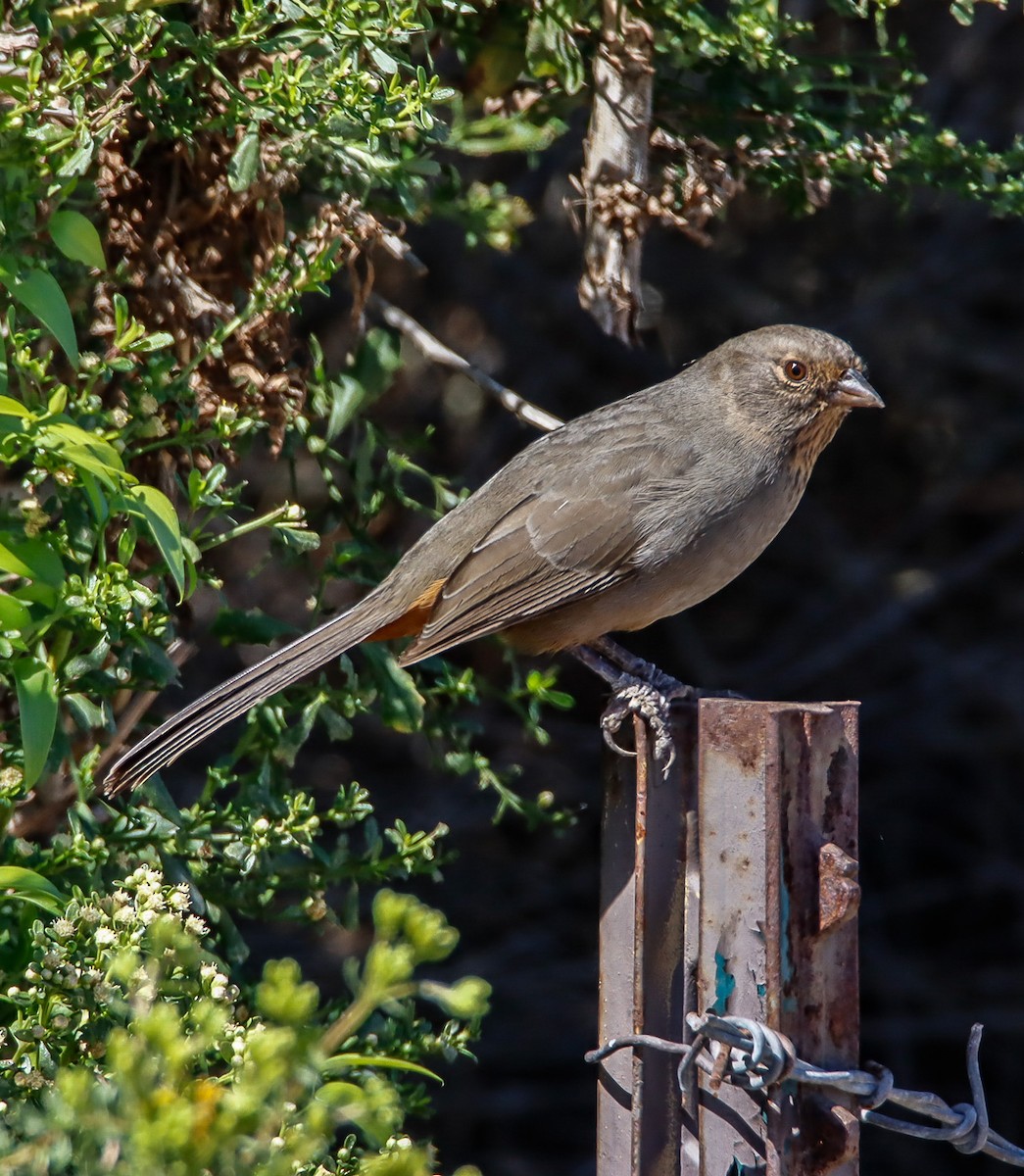 California Towhee - ML609806327