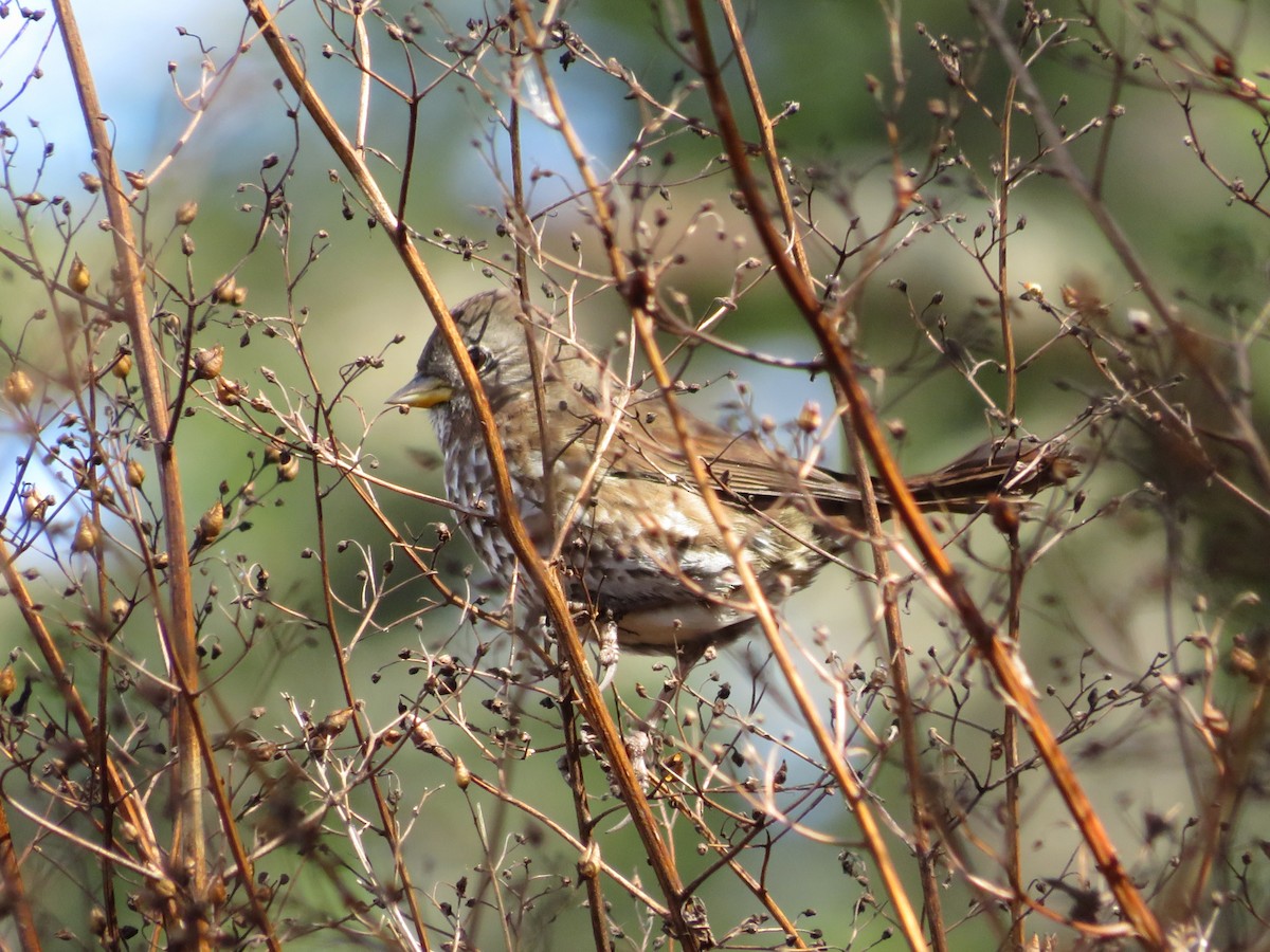 Fox Sparrow (Sooty) - ML609806352