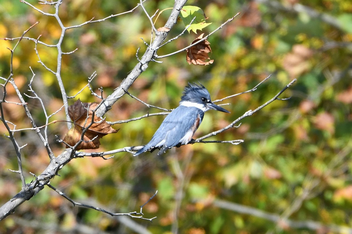 Belted Kingfisher - ML609806382